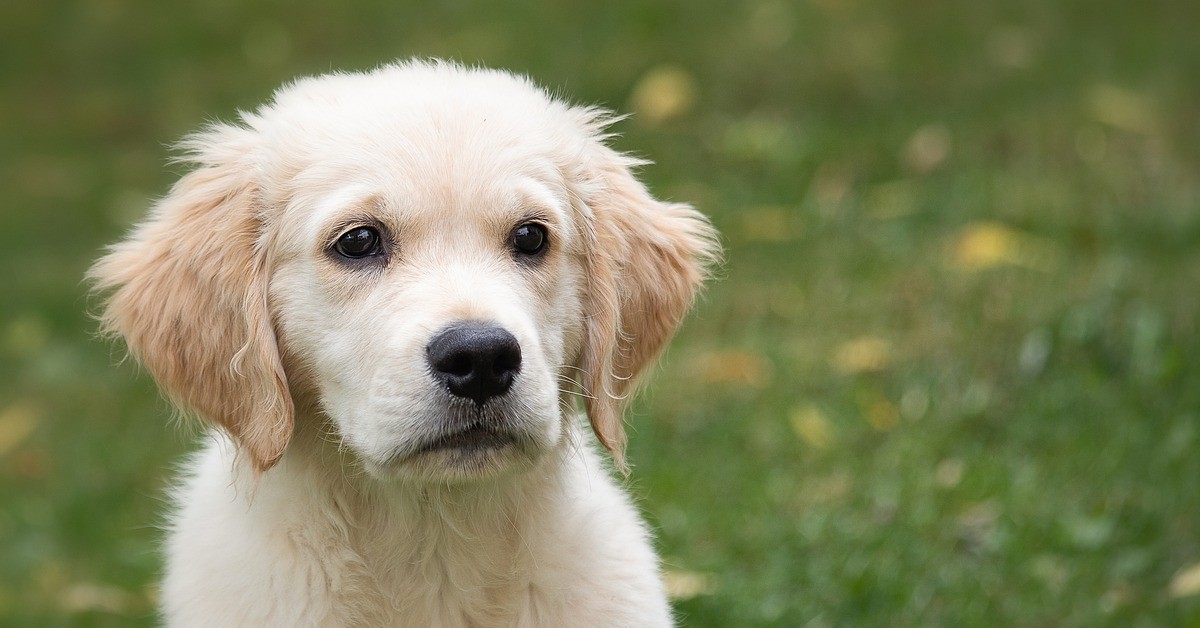 Il tenerissimo cucciolo di Golden Retriever gioca con la pallina (VIDEO)