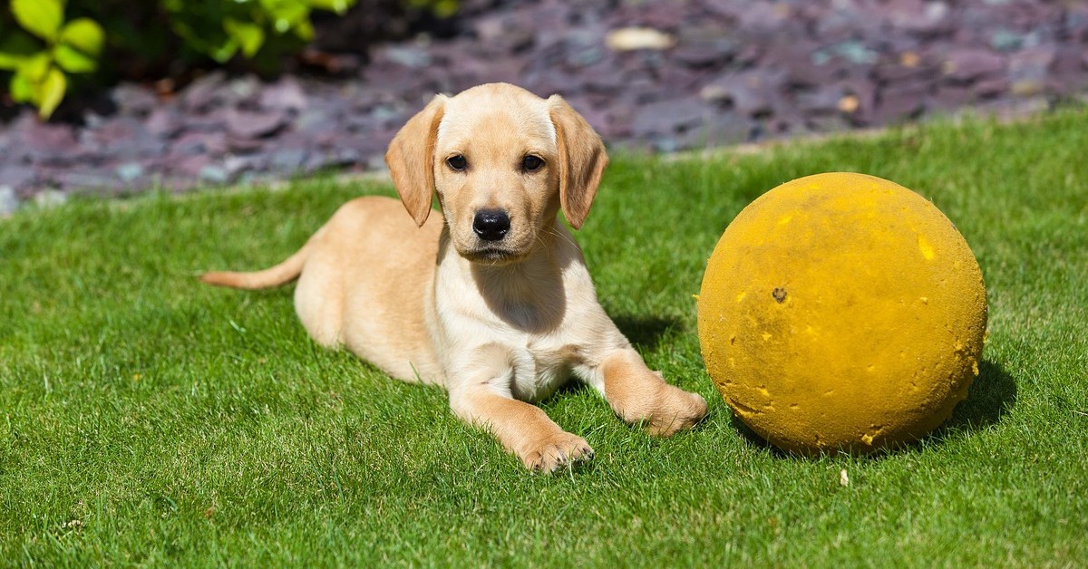 Cucciolo di Golden Retriever gioca con la pallina