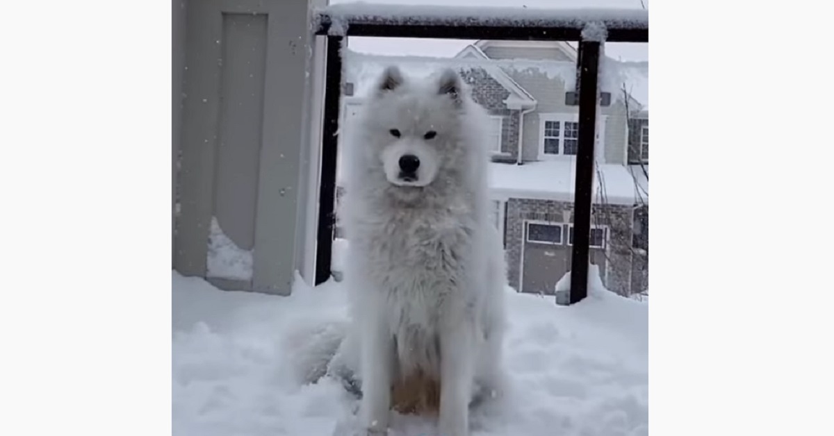 Cucciolo di Samoiedo adora stare sotto la neve