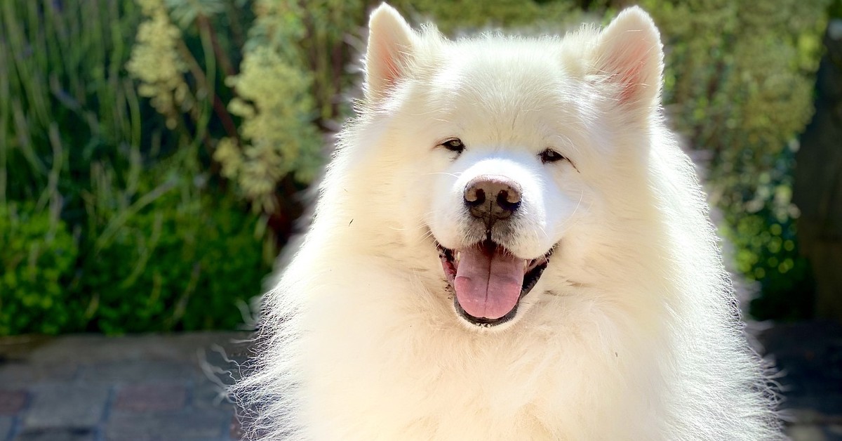 Cucciolo di Samoiedo adora stare sotto la neve