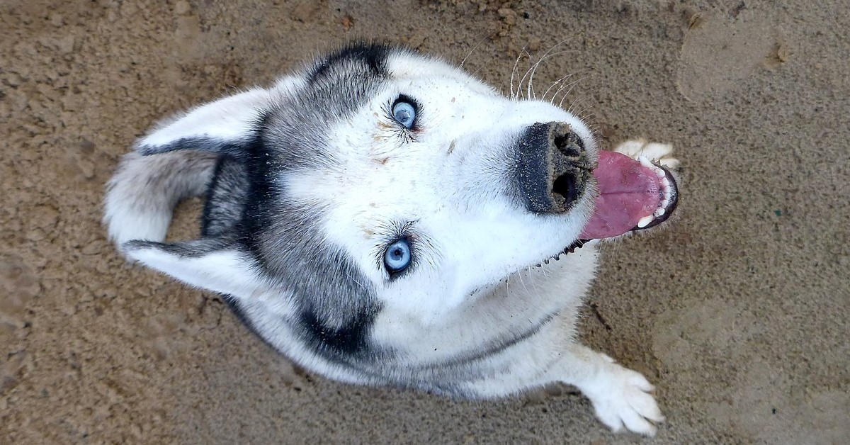 Il cucciolo di Siberian Husky protesta perché vuole andare a fare una passeggiata (VIDEO)