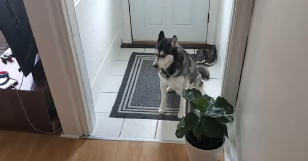 Cucciolo di Siberian Husky protesta perché vuole andare a fare una passeggiata