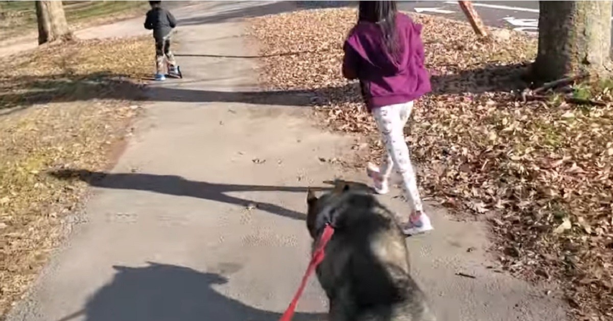 Cucciolo di Siberian Husky protesta perché vuole andare a fare una passeggiata