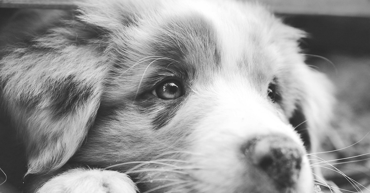 Il cucciolo di cane trovato in autostrada raggiunge la sua nuova famiglia (VIDEO)