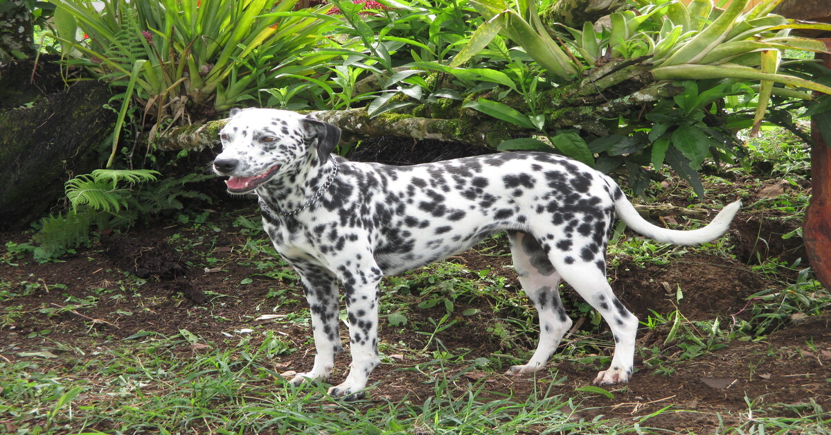 Dakota Dalmata video