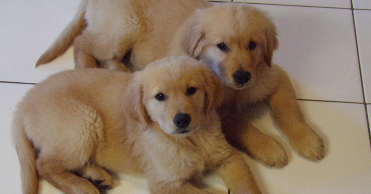 Due cuccioli di Golden Retriever “lottano” teneramente (video)