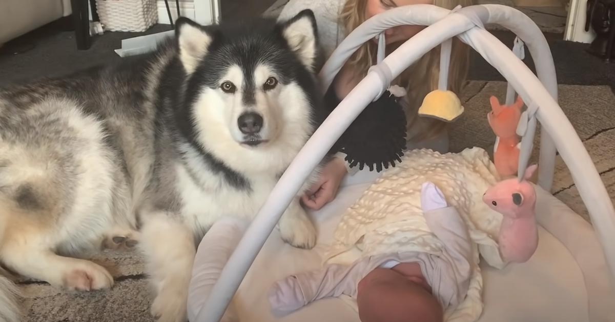 Due teneri Alaskan Malamute conoscono il loro nuovo fratellino, un bambino appena nato (video)