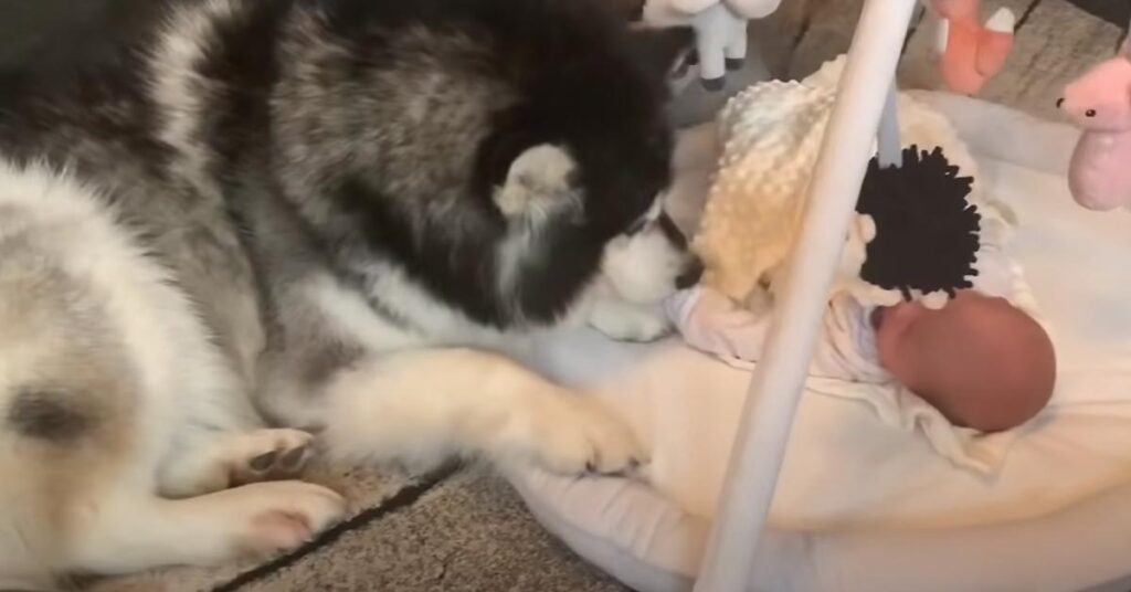 Alaskan Malamute con un bambino