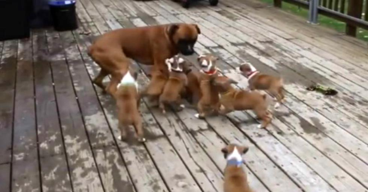 Boxer maschio scambiato per la mamma dai cuccioli