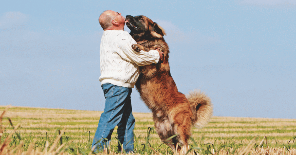 Ecco svelato perché il tuo cane é sempre così  felice quando rientri anche solo dopo pochi minuti (VIDEO)