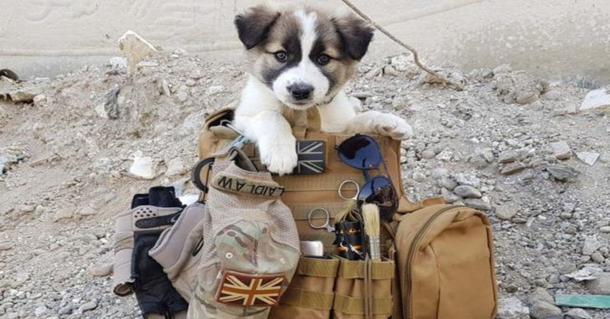 Ex soldato e un cucciolo di cane, Barrie, sono protagonisti di un emozionante rincontro (VIDEO)