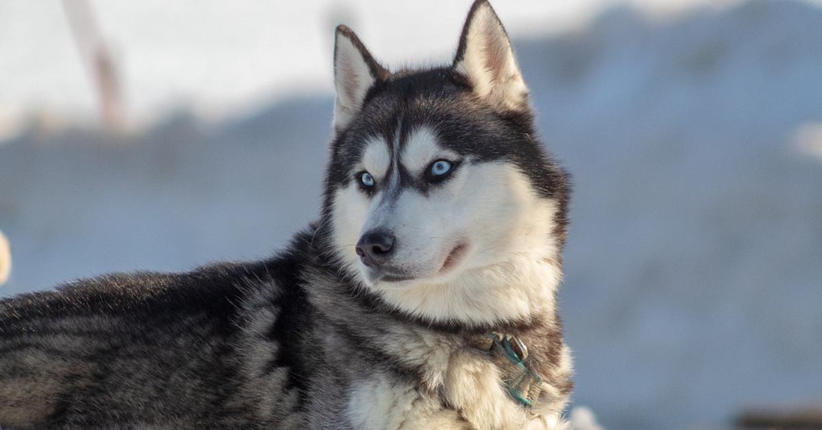 Gli Husky affrontano la sfida del muro di bicchieri dimostrando una bella agilità (video)