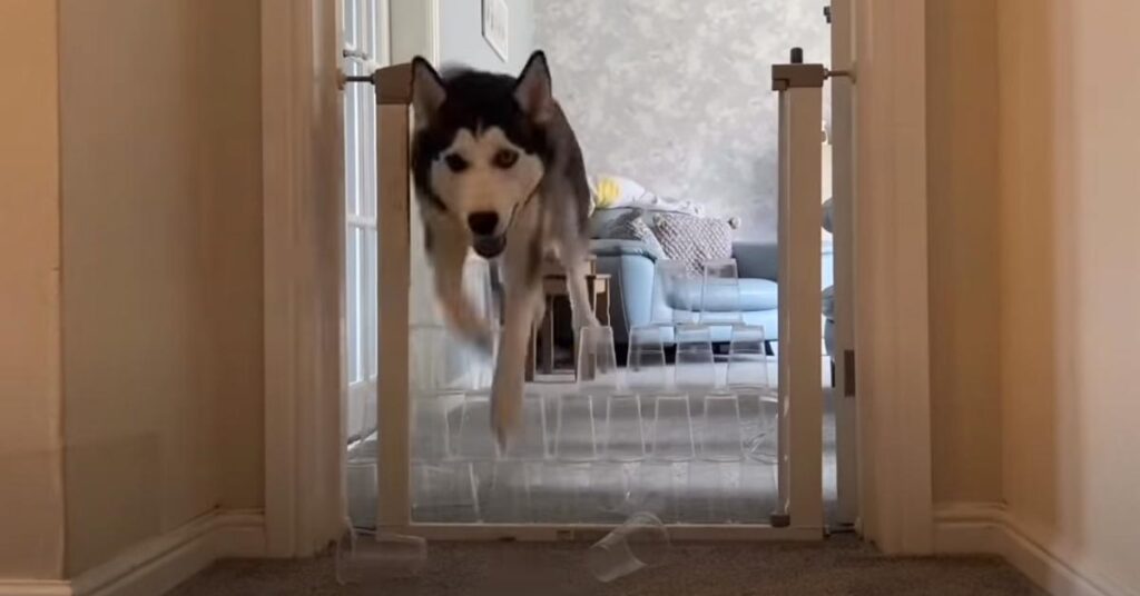 Husky contro un muro di bicchieri