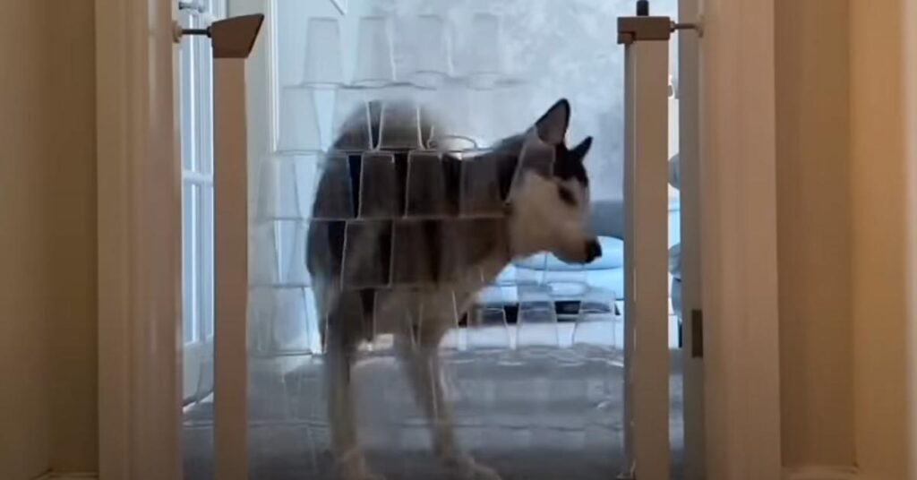 Husky contro un muro di bicchieri