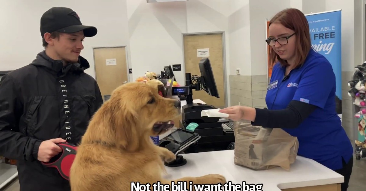 Il Golden Retriever Sterling Newton va dal toelettatore (VIDEO)