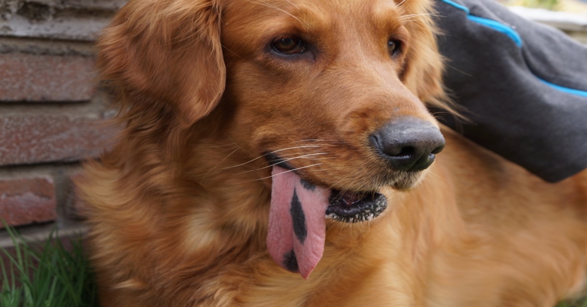 Golden Retriever verdura video