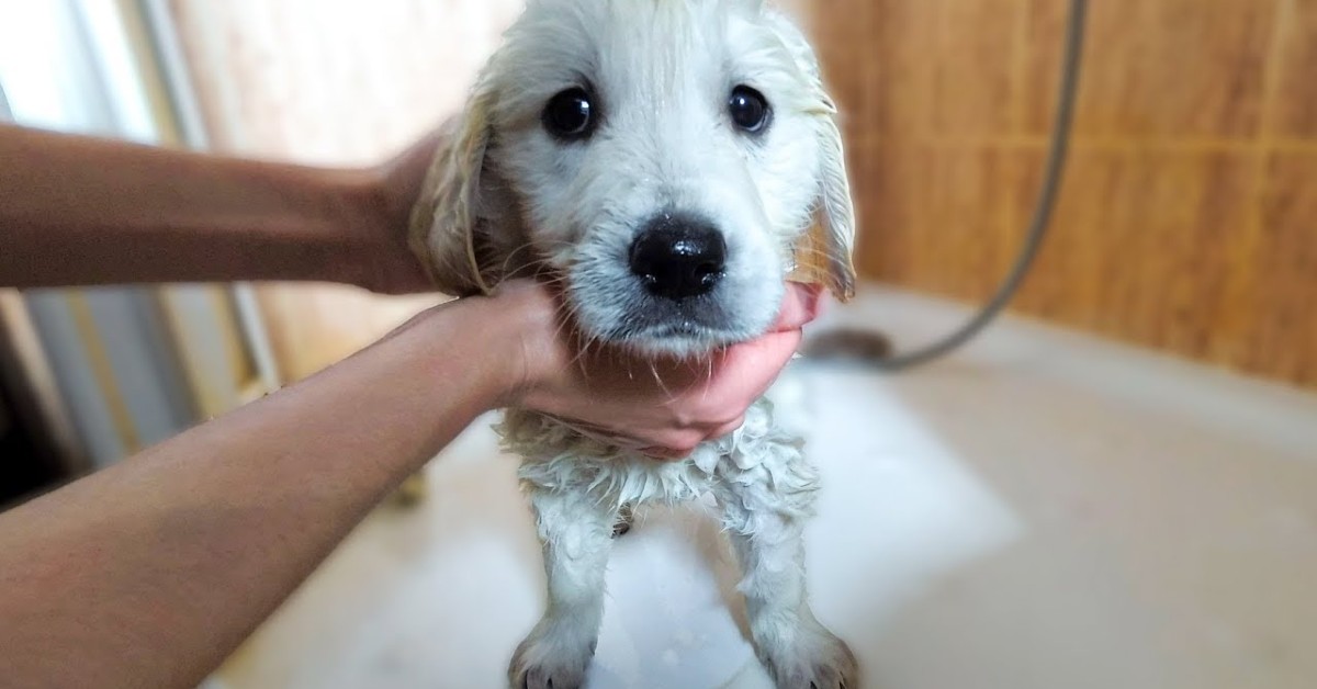 Un Golden Retriever di otto settimane fa il bagno per la prima volta (VIDEO)