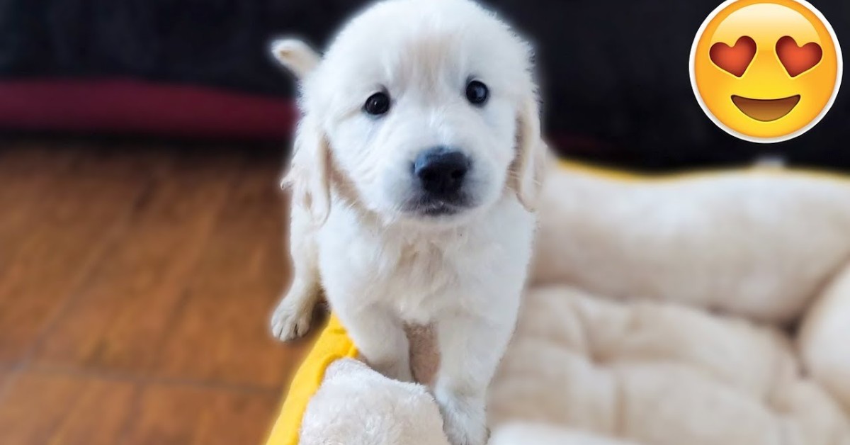 Golden Retriever di sette settimane arriva nella nuova casa (VIDEO)