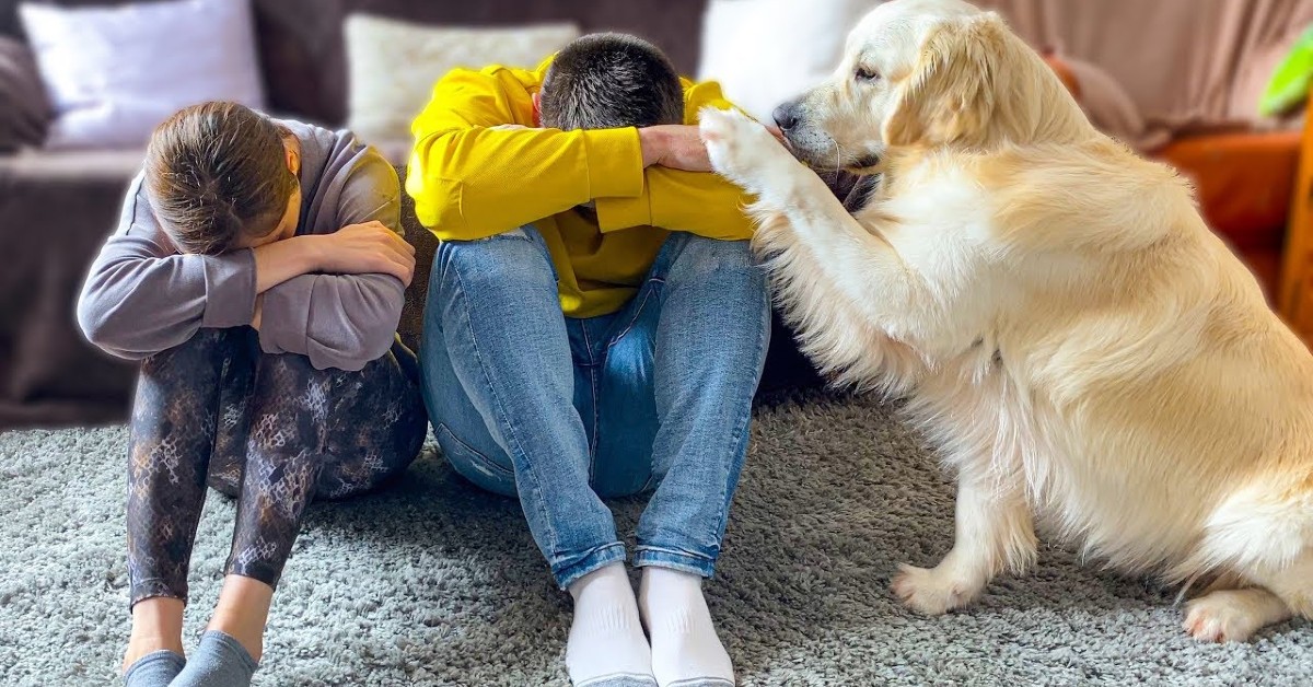 Golden Retriever diventa triste se il suo papà e la sua mamma lo sono (VIDEO)