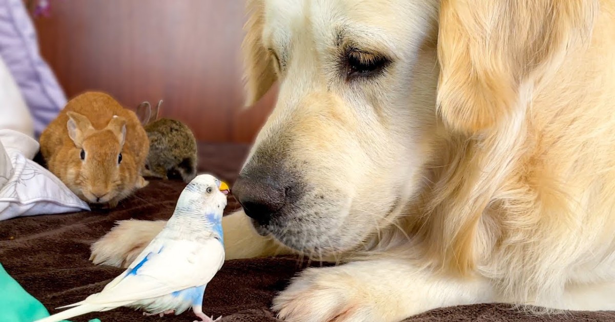 Un Golden Retriever è un grande amico di animali davvero piccolini (VIDEO)