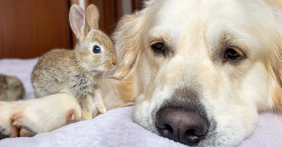 Un cucciolo di Golden Retriever gioca con dei coniglietti e si rilassano (VIDEO)