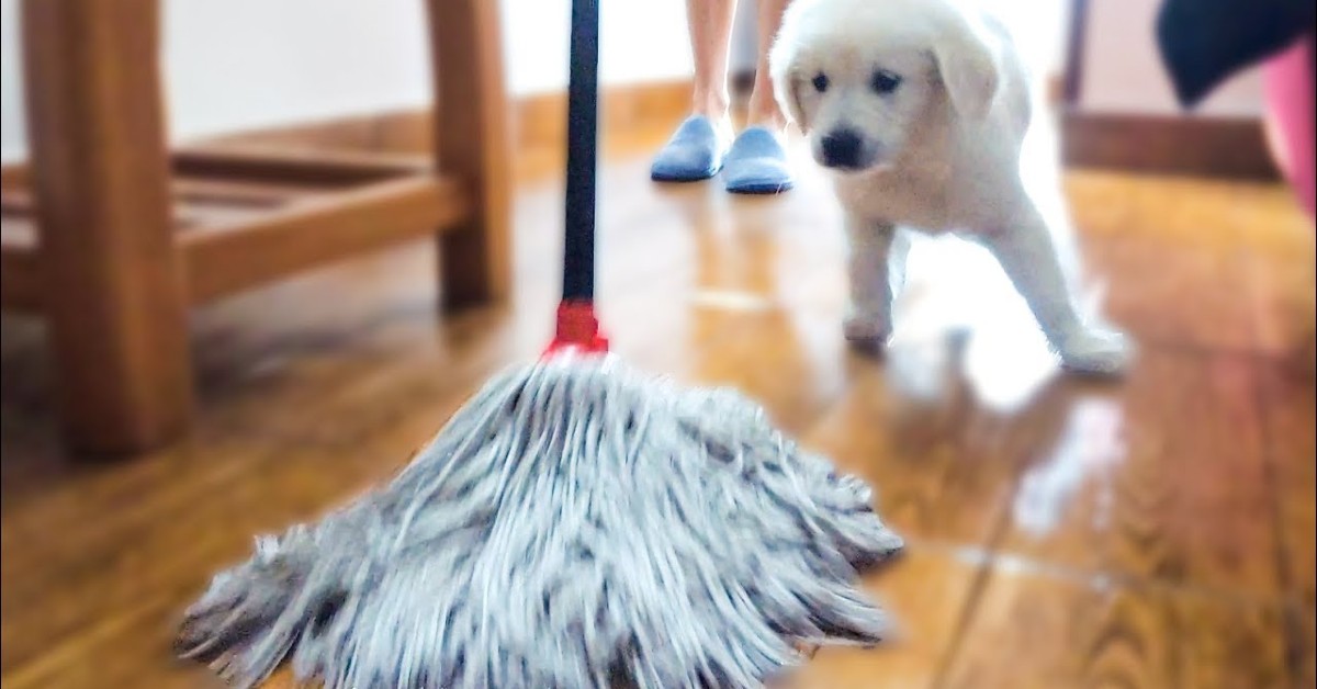 Un cucciolo di Golden Retriever gioca con lo straccio mentre la padrona pulisce (VIDEO)