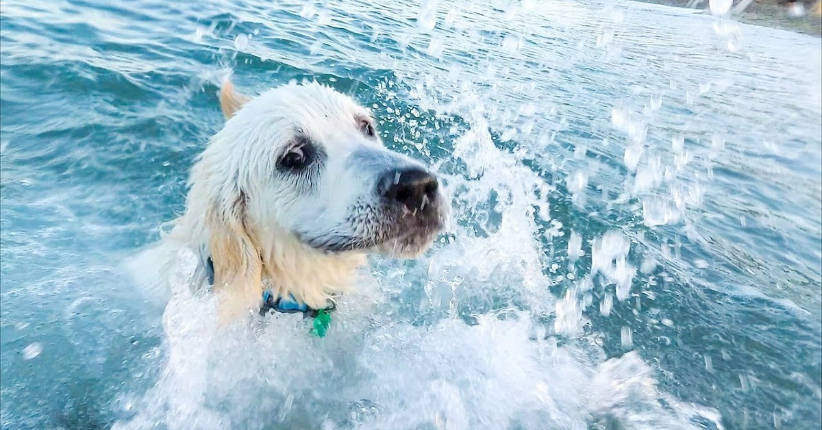 Un Golden Retriever nuota a mare per la prima volta e si diverte (VIDEO)