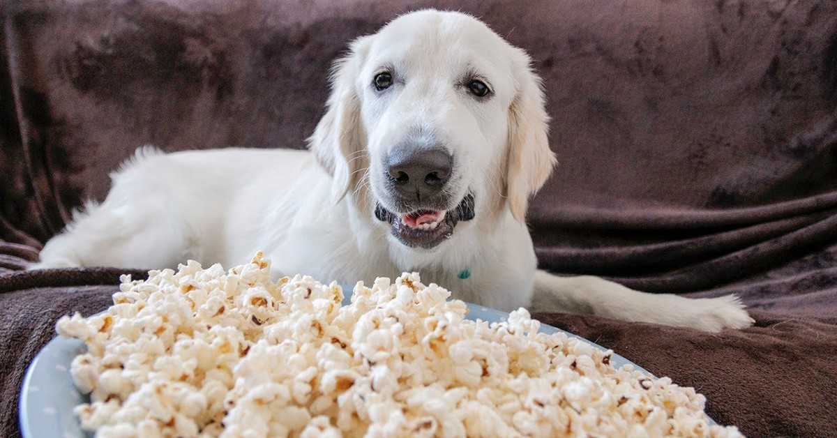 Un Golden Retriever prepara e mangia dei pop corn con i padroni (VIDEO)