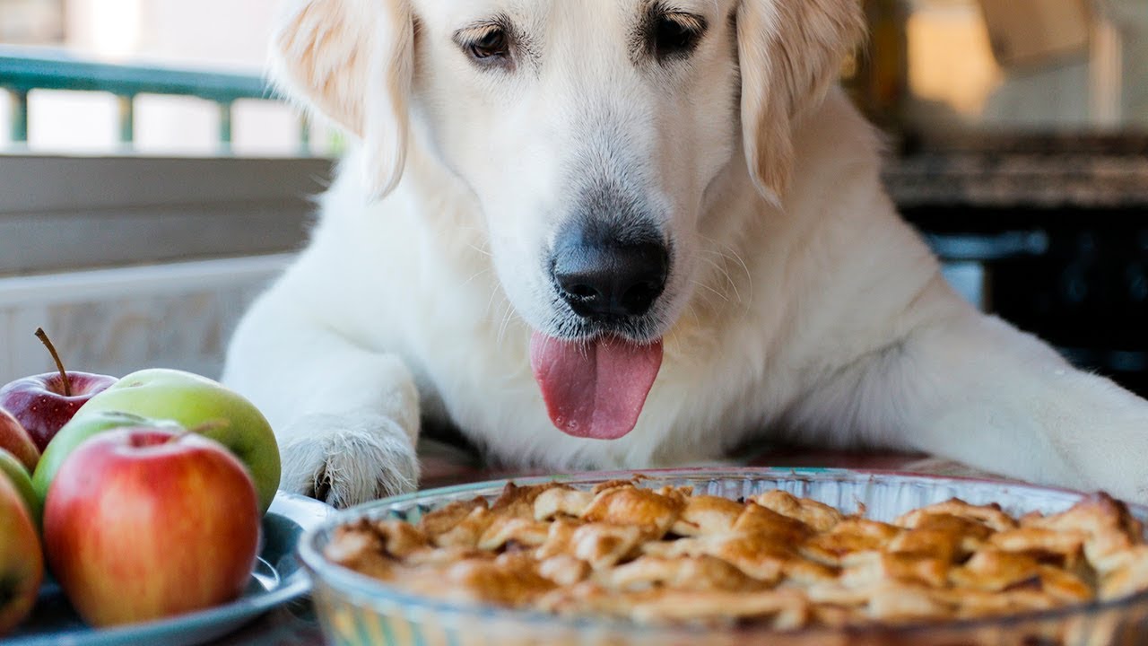 Un Golden Retriever prepara una torta di mele con la padrona (VIDEO)