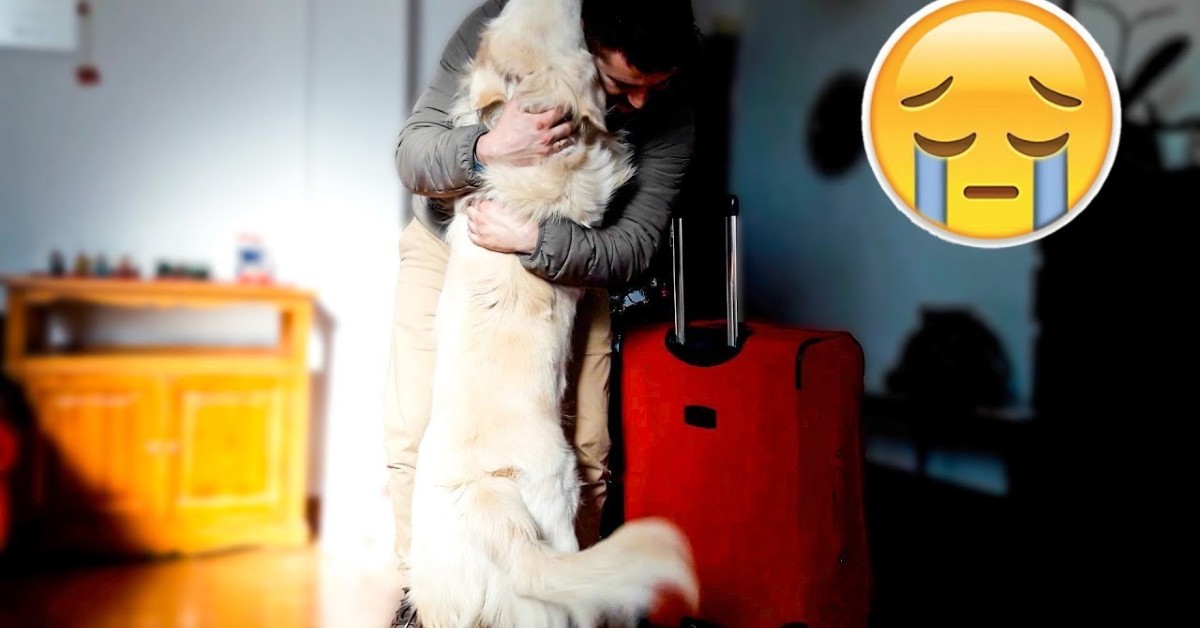 Un Golden Retriever rivede il padrone dopo diverso tempo (VIDEO)