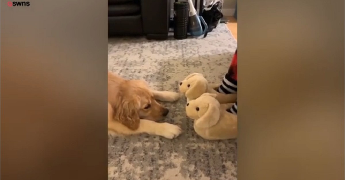Golden Retriever scambia le pantofole per cuccioli di cane