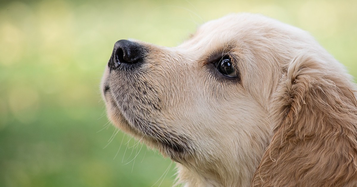 Molly, la dolce Golden Retriever scambia le pantofole per cuccioli di cane (VIDEO)