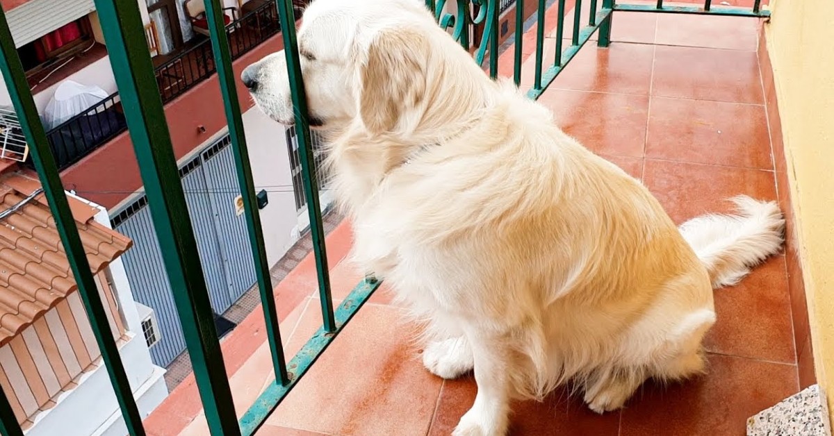 Un Golden Retriever sente la mancanza dei propri padroni (VIDEO)