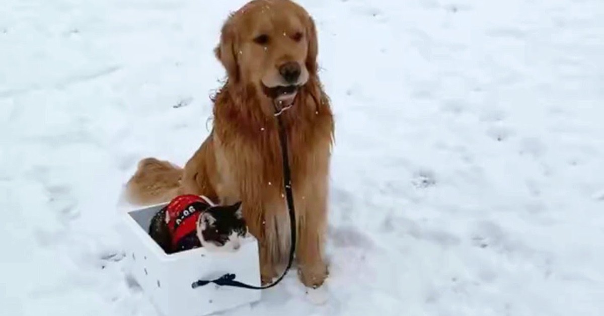 Un Golden Retriever trascina un gattino con uno slittino sulla neve (VIDEO)
