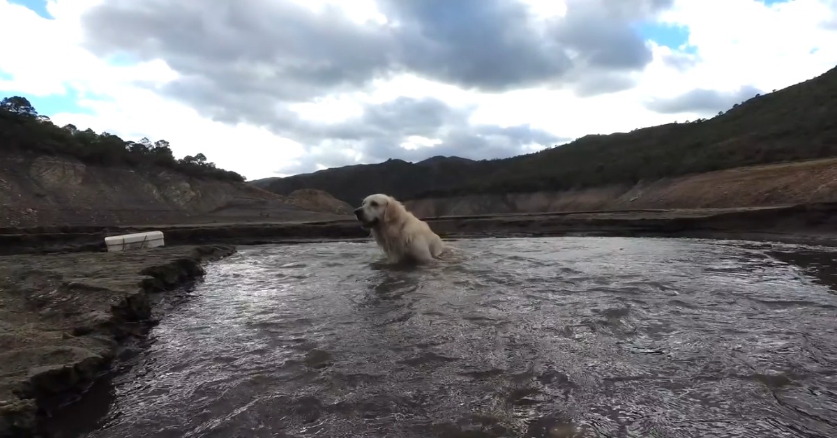 Golden Retriever va al fiume in compagnia dei padroni (VIDEO)