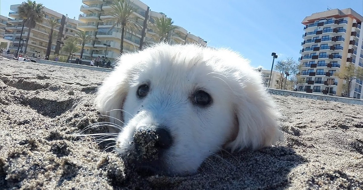 Un Golden Retriever va in spiaggia per la prima volta con i suoi padroni (VIDEO)