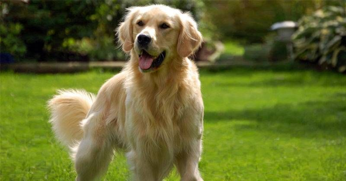 Un cucciolo di Golden Retriever viene filmato mentre va a ritirare la spesa (VIDEO)