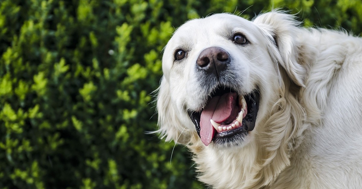 Il Golden retriever e il cucciolo di bassotto diventano subito migliori amici (VIDEO)