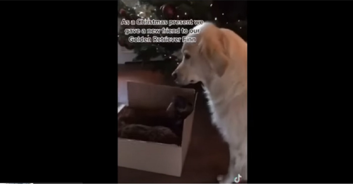 Golden retriever e il cucciolo di bassotto diventano subito migliori amici