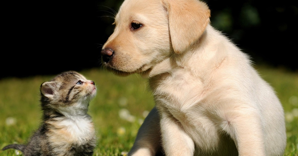 cuccioli di cane e gatto