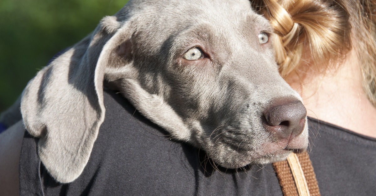 I cani possono trasmettare la toxoplasmosi? Ecco che cosa bisogna sapere