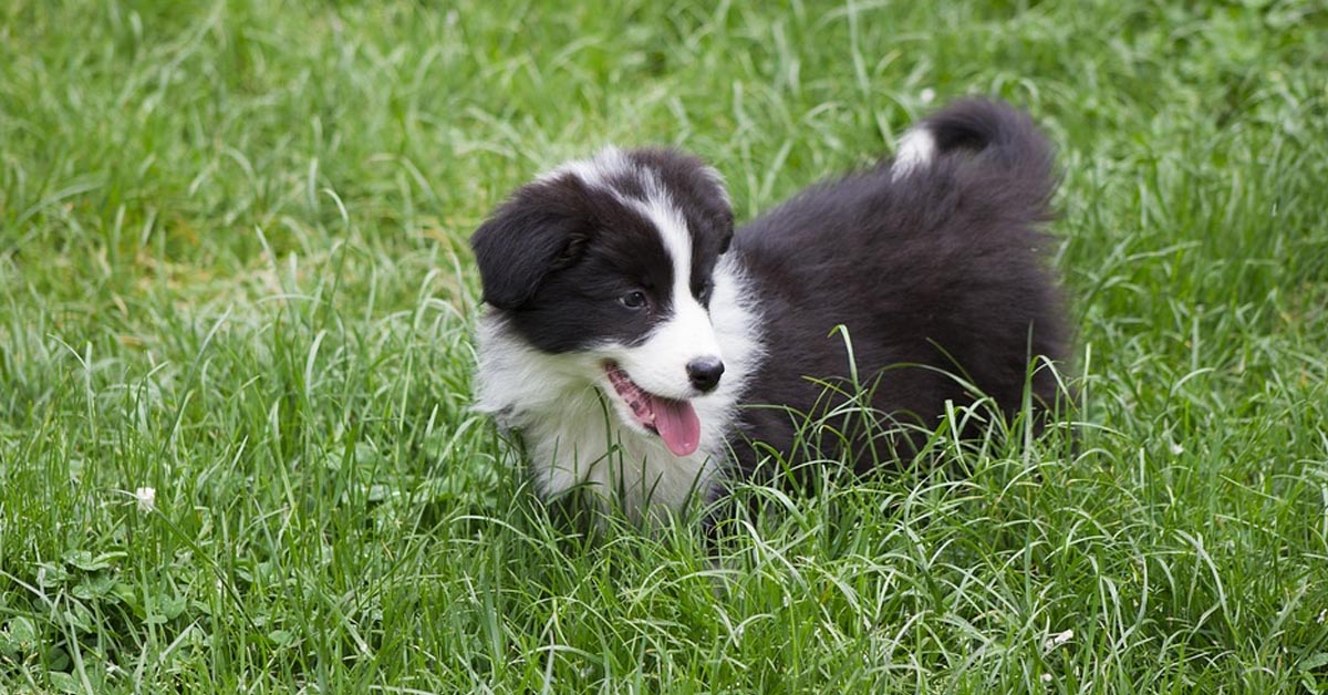 I cuccioli di Border Collie fanno amicizia con alcune anatre (video)