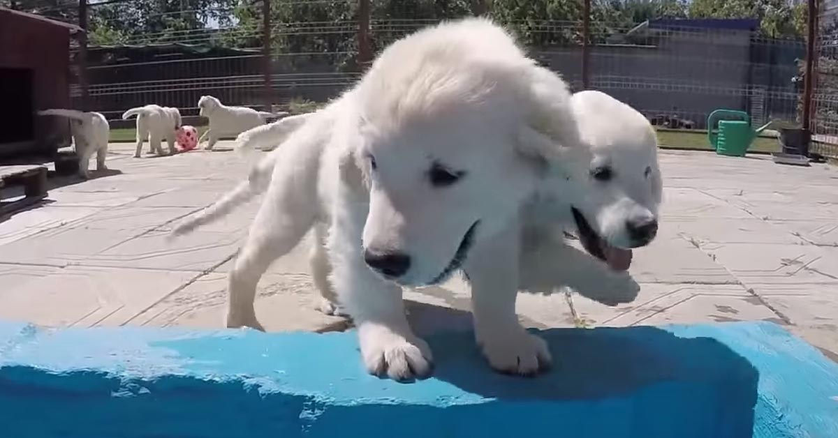 I cuccioli di Golden Retriever imparano a nuotare nella loro nuova piscina (video)