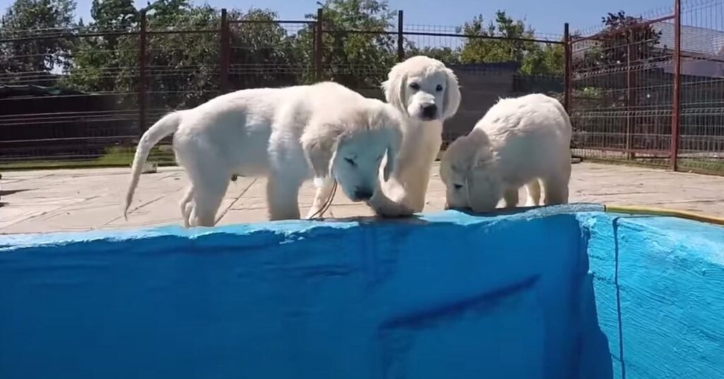 Cuccioli di Golden Retriever che osservano