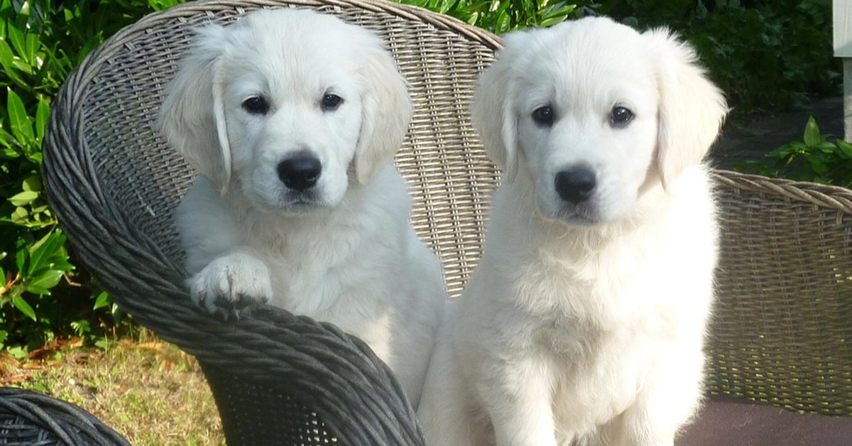 I cuccioli di Golden Retriever non riescono a trattenere l’entusiasmo di fronte a tante palline colorate (video)