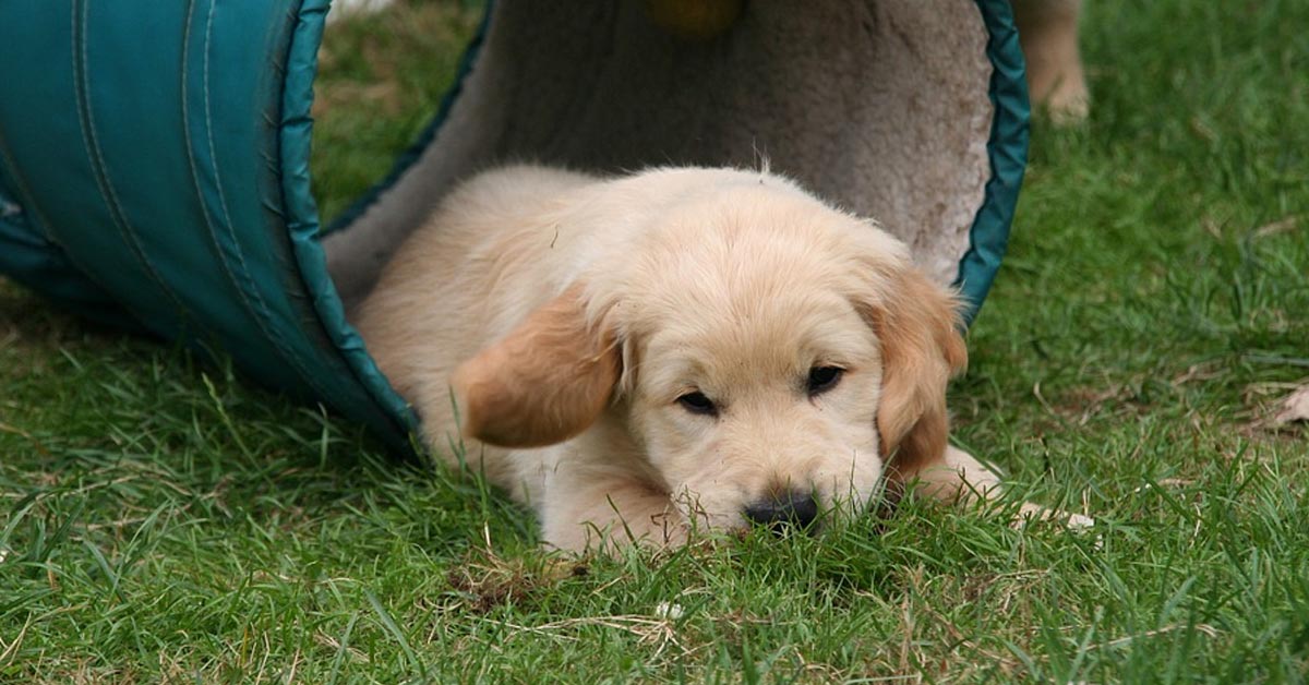 I cuccioli di Golden Retriever sono entusiasti di correre a giocare con la loro nuova piscina (video)