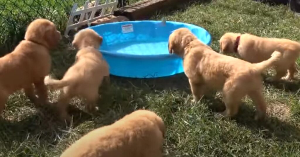 Cuccioli di Golden Retriever che giocano