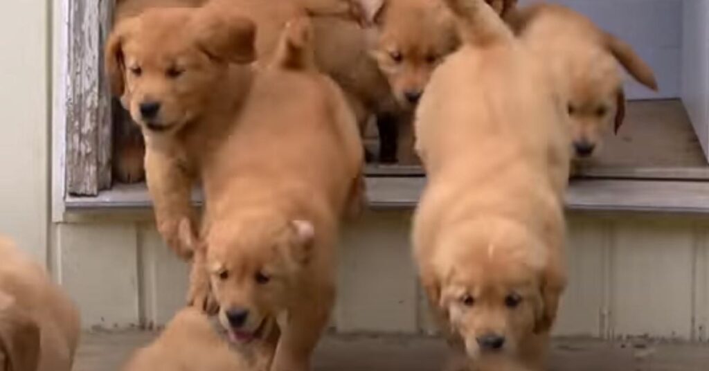 Cuccioli di Golden Retriever che corrono