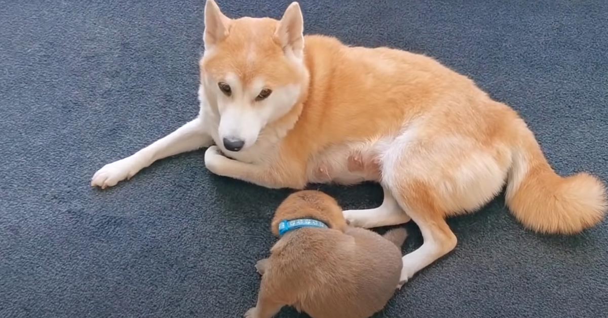 I cuccioli di Shiba Inu non vogliono allontanarsi dalla mamma e il momento è magico (video)