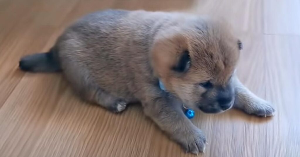 Cucciolo di cane che osserva